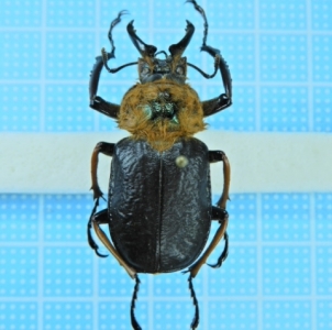 WANT TO BUY, Looking for Loja Ecuador Lucanidae