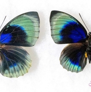 FOR SALE, Agrias beatifica lachaume 