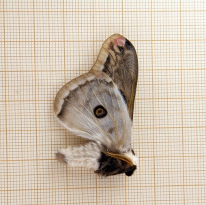 FOR SALE, Saturnia centralis unmounted specimens