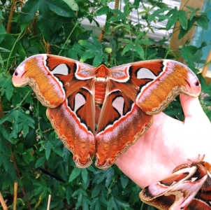 FOR SALE, Attacus lorquini eggs (F0) 