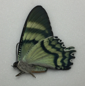 EBAY, Moths for sale on ebay