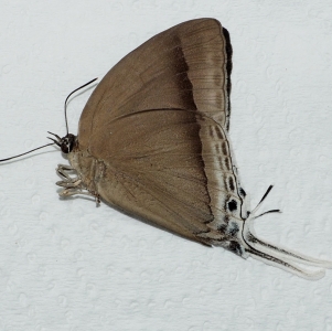 EBAY, Purlisa gigantea