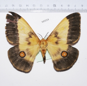 EBAY, Saturniidae from Tanzania