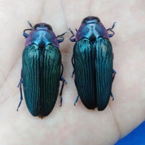 FOR SALE, Buprestidae  sp.  rare