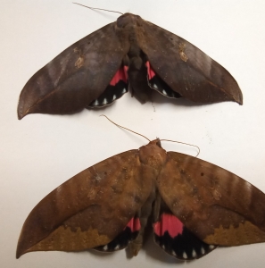 ANNOUNCEMENT, Soon on ozinsects market place