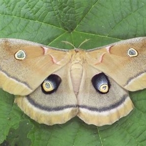 FOR SALE, For Sale - Ova - Antheraea polyphemus - Wild