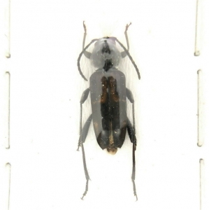 EBAY,  Xylotrechus variicollis GUADALCANAL !!!!