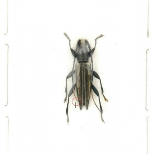EBAY, Cerambycidae sp NEW CALEDONIA !!!