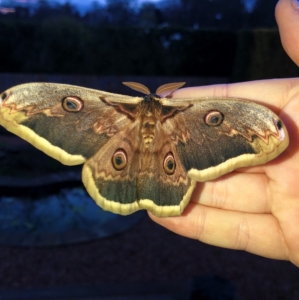 FOR SALE, SATURNIA PYRI EGGS (F0) 