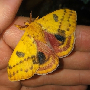 FOR SALE, AUTOMERIS IO EGGS