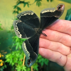 FOR SALE, CALLOSAMIA PROMETHEA EGGS