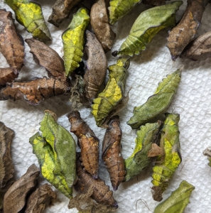 FOR SALE, Pipevine Swallowtail Pupae for sale or trade