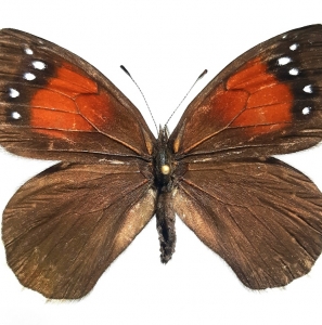 FOR SALE, PARALASA DANORUM