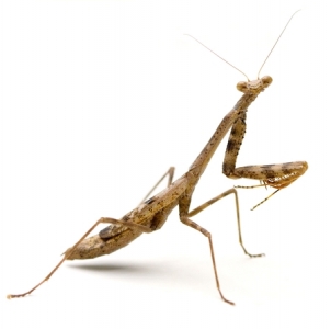FOR SALE, Praying Mantis for sale 