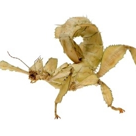 FOR SALE, Australian Stick Insect for Sale