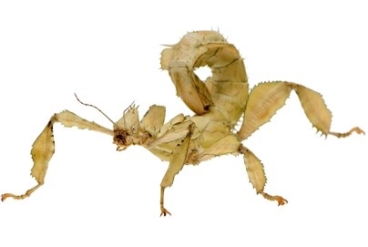 FOR SALE, Australian Stick Insect for Sale