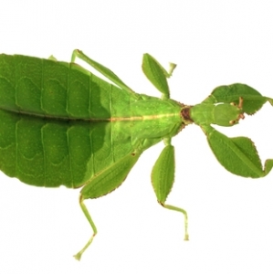 FOR SALE, Leaf Insect for Sale