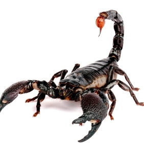 FOR SALE, Emperor Scorpion for Sale