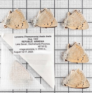FOR SALE, Lycaena thetis Klug, 1834. ARMENIA 