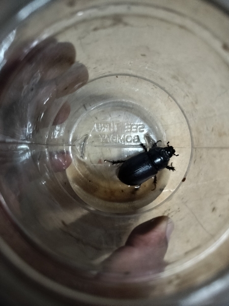 FOR SALE, Black beetle ( stag beetle)Lucanus cervus