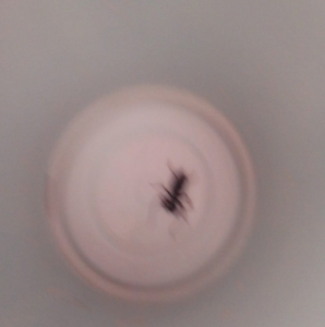 FOR SALE, Stag beetle 