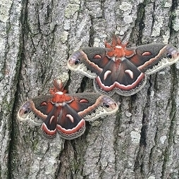 FOR SALE, Cecropia Ova