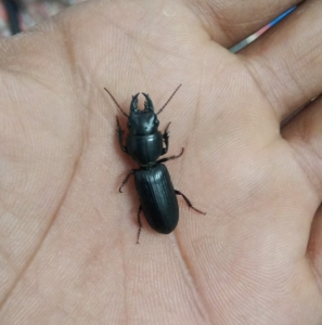 FOR SALE, Stag bettle