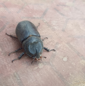 FOR SALE, I have a stag beetle 