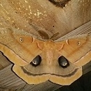 FOR SALE, Polyphemus Ova