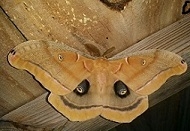 FOR SALE, Polyphemus Ova