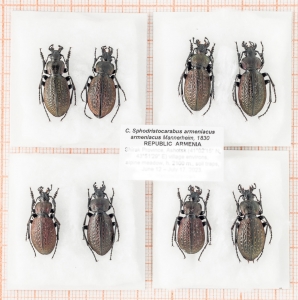 FOR SALE, Sphodristocarabus armeniacus. Republic Armenia