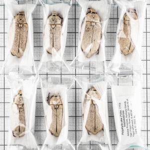 FOR SALE, Polyphylla alba (Pallas, 1773). KAZAKHSTAN