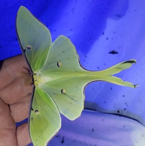 FOR SALE, Actias luna $8dz
