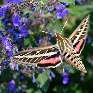 FOR SALE, WHITE LINED SPHINX MOTH NEWBORN CATERPILLARS