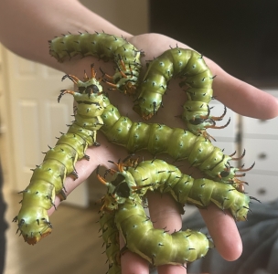FOR SALE, CITHERONIA REGALIS PUPAE