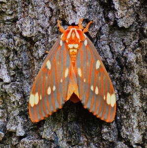 WANT TO BUY, Regal Moth Cocoons