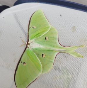 FOR SALE, Luna eggs $8/dz