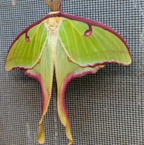 FOR SALE, Actias Luna ova