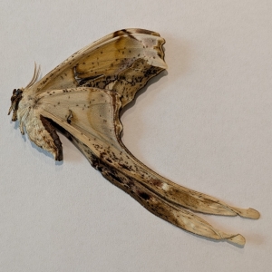 FOR SALE, Copiopteryx derceto FEMALES Brazil