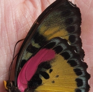 EBAY, **rare ** euphaedra  judith aubergeriana