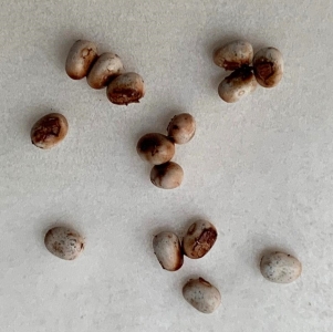 FOR SALE, Great Peacock moth Saturnia pyri ova