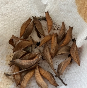 FOR SALE, Spicebush swallowtail over wintered pupae 
