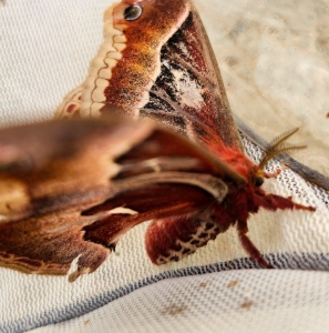 FOR SALE, callosamia promethea eggs $8/dz