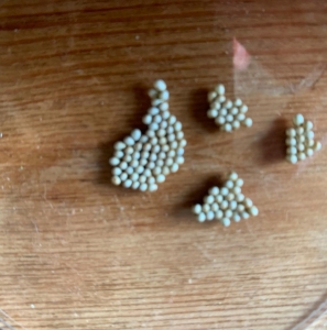 FOR SALE, English Emperor Moth Saturnia pavonia Ova