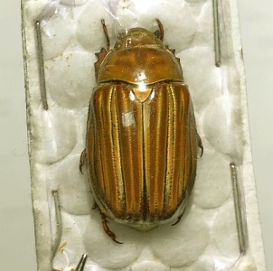 FOR SALE, NEW CHRSYINA species 2026