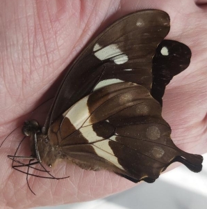 EBAY, RARE AFRICAN PAPILIO