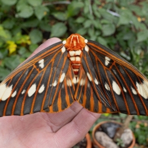 FOR SALE, HYBRID CITHERONIA SPLENDENS X CITHERONIA REGALIS