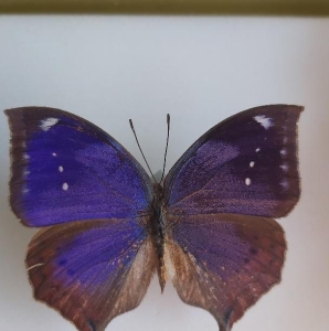 EBAY, rare nymphalidae