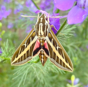 FOR SALE, White Lined Sphinx - Eggs 