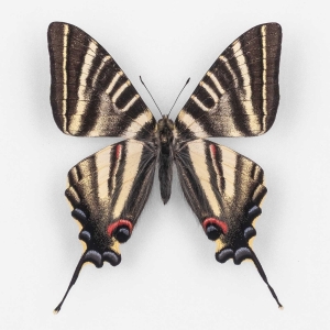 FOR SALE,  Iphiclides Podalirinus ♂ Myanmar